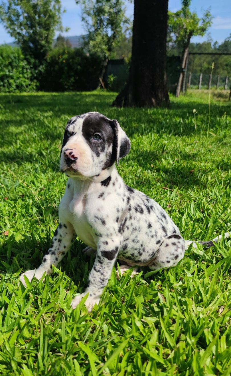 Dogue Alemão Arlequim macho (olho azul e verde)