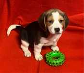Beagle tricolor fantástico