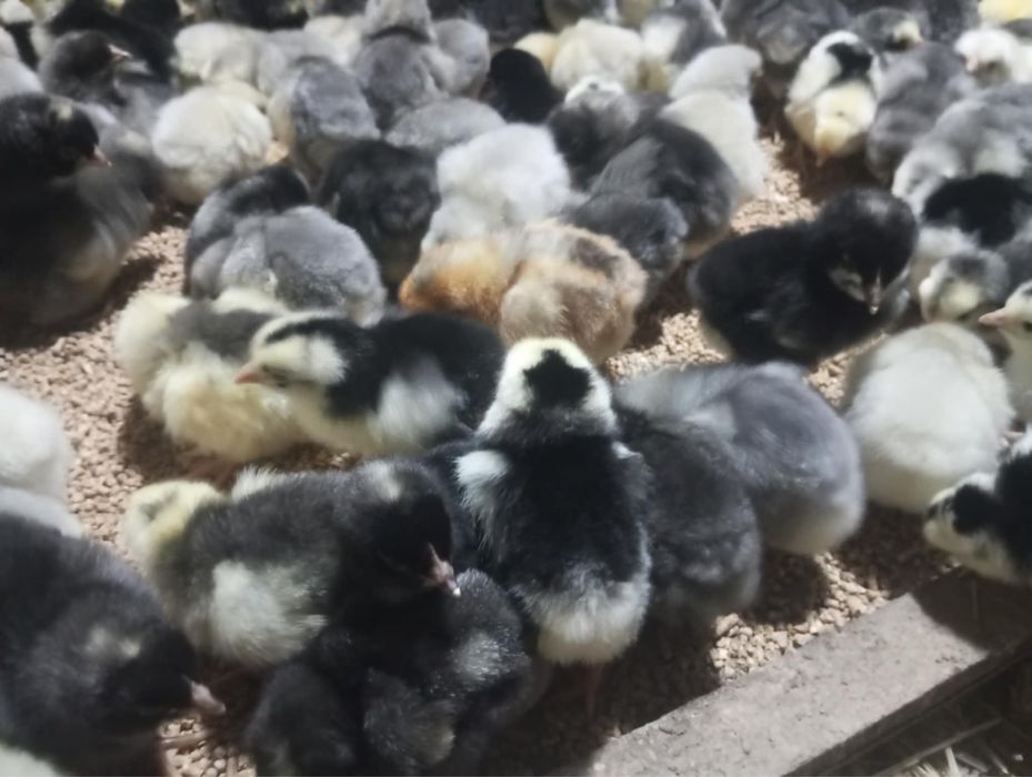 Kurczęta 5 dniowe - Dominant blue, tricolor oraz czubate