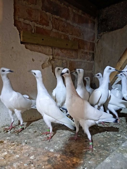 Sprzedam gołębie jasne i żałobniki