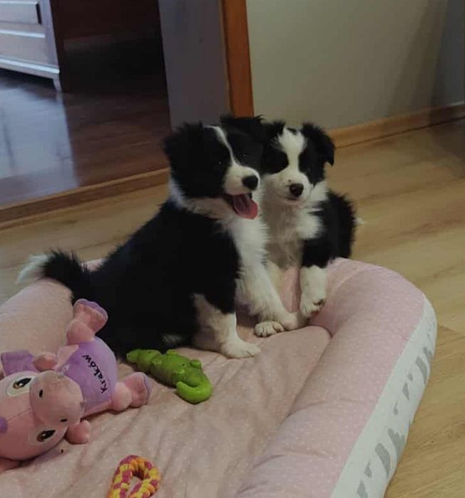 Chłopiec Border Collie