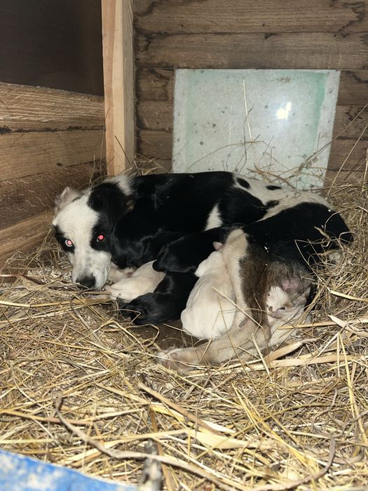 Słodkie Szczenicaczki