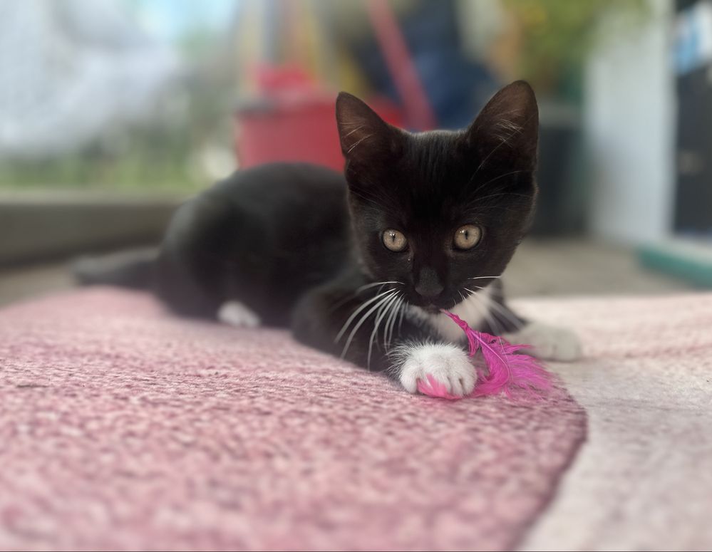 Koty z serca Kaszub polecają się do adopcji!