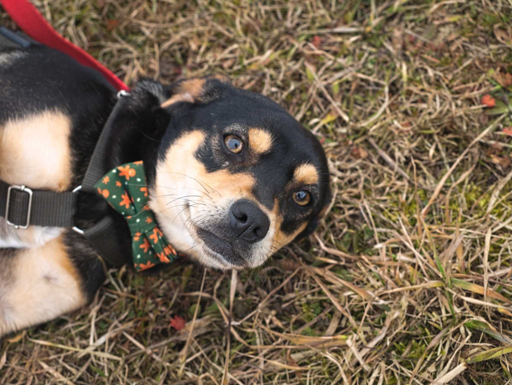 Oliwia malutka sunia szuka spokojnego miejsca ADOPCJA
