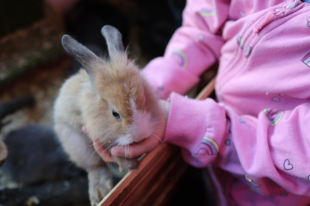 Вуслові, Львиноголові та Нідерландські декоративні кролики, мініатюрні