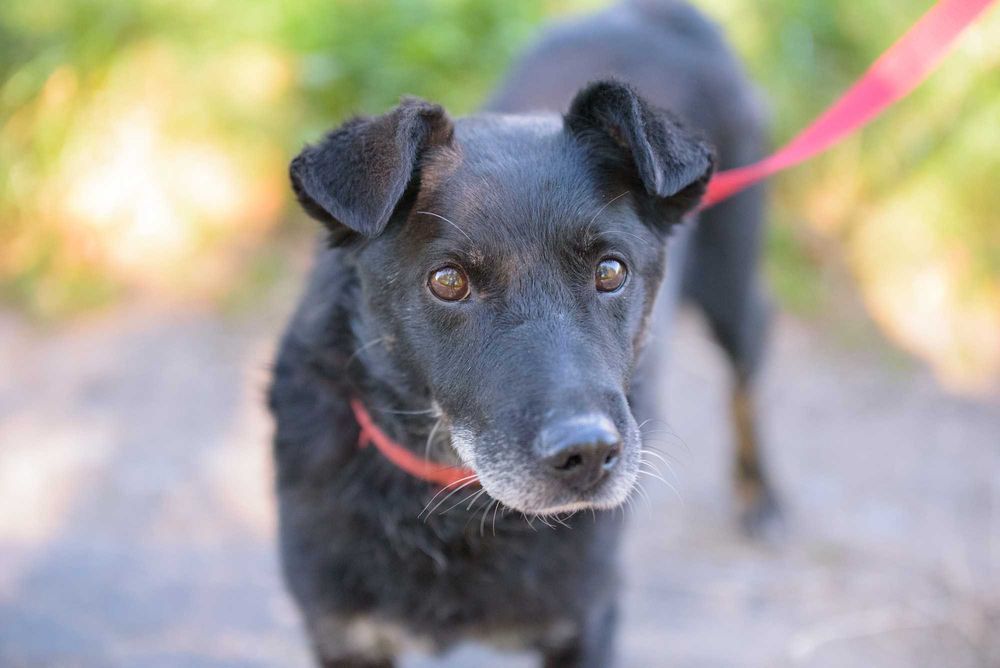 Badu: wierny, nakolankowy towarzysz