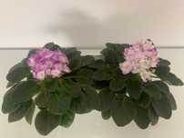 Flores de violeta ( natural )