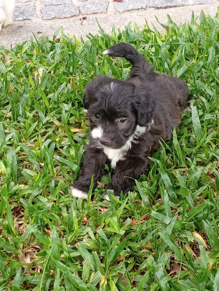 Fêmea Bichon Maltês traçado