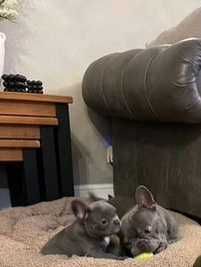 Щенки в голубом окрасе! Полная вакцинация сделана! Французский бульдог