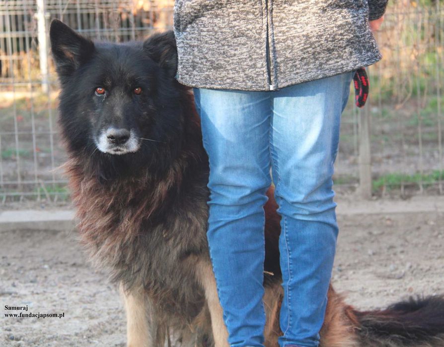 Samuraj sporych rozmiarów pies szuka domu