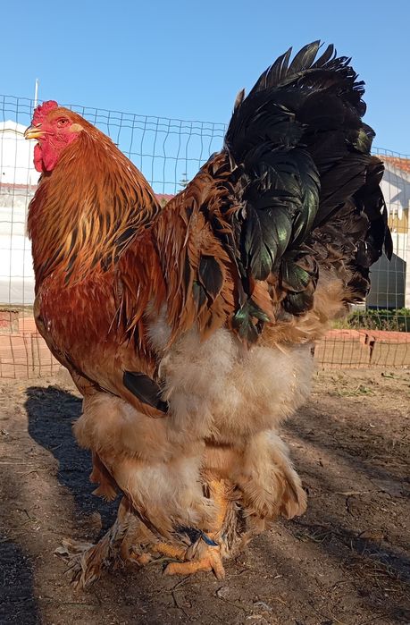 Aves Ornamentais Brahmas várias mutações