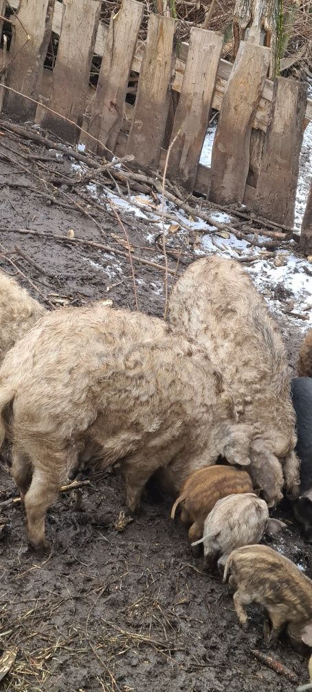 Свині та поросята Венгерська мангалиця