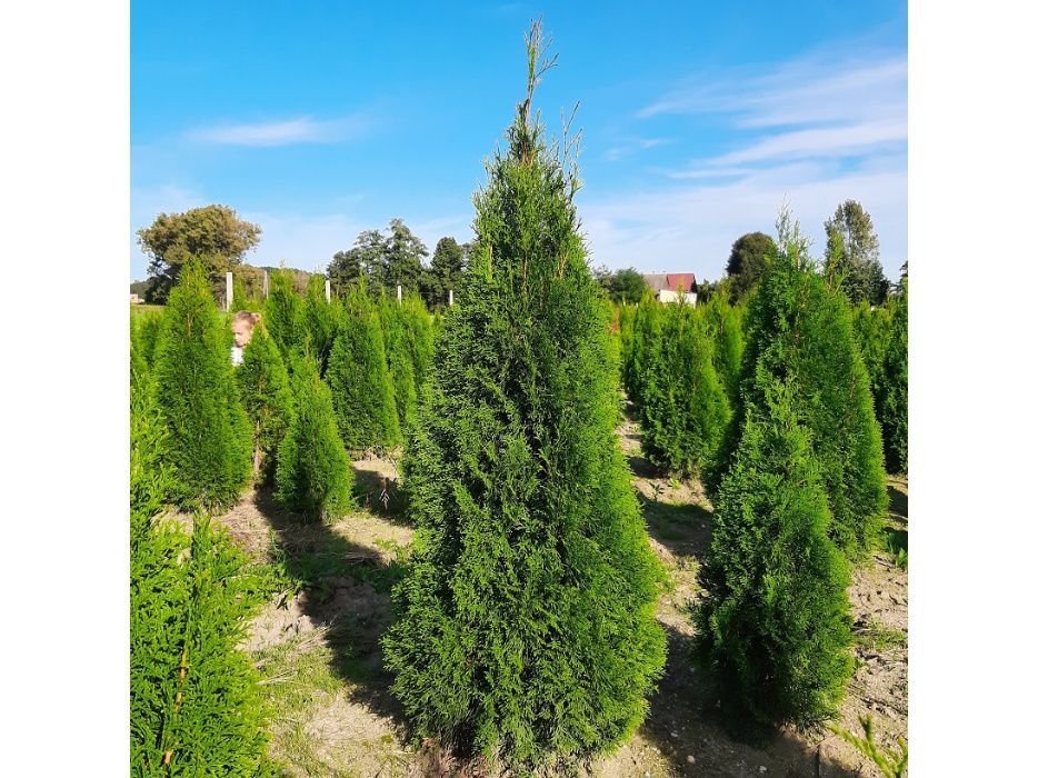 Thuja Smaragd 100,120,140,150,160 cm! Tuja Szmaragd! Dowóz! Sadzimy!