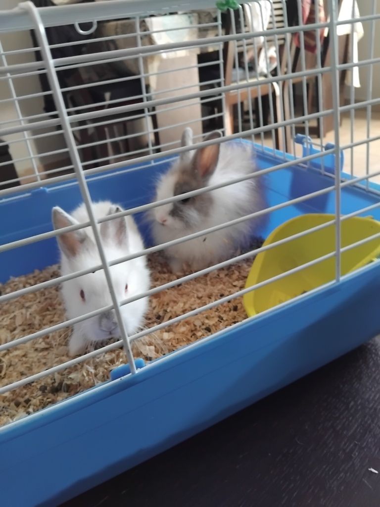 Coelhos anões bebés