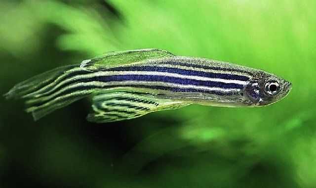 Danio Pręgowane Zebra Brachydanio Rerio Własna hodowla, zdrowe ryby