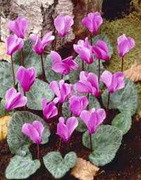 Cebulka Cyclamen coum, bulwa rozmiar 13/15