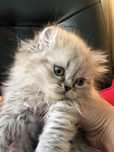 Котенок 2 месяца , девочка