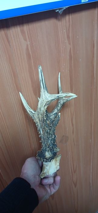 Рога косулі в доброму стані