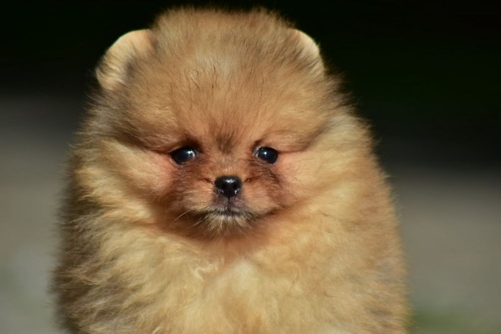 Szpic miniaturowy pomeranian FCI ruda suczka sama słodycz