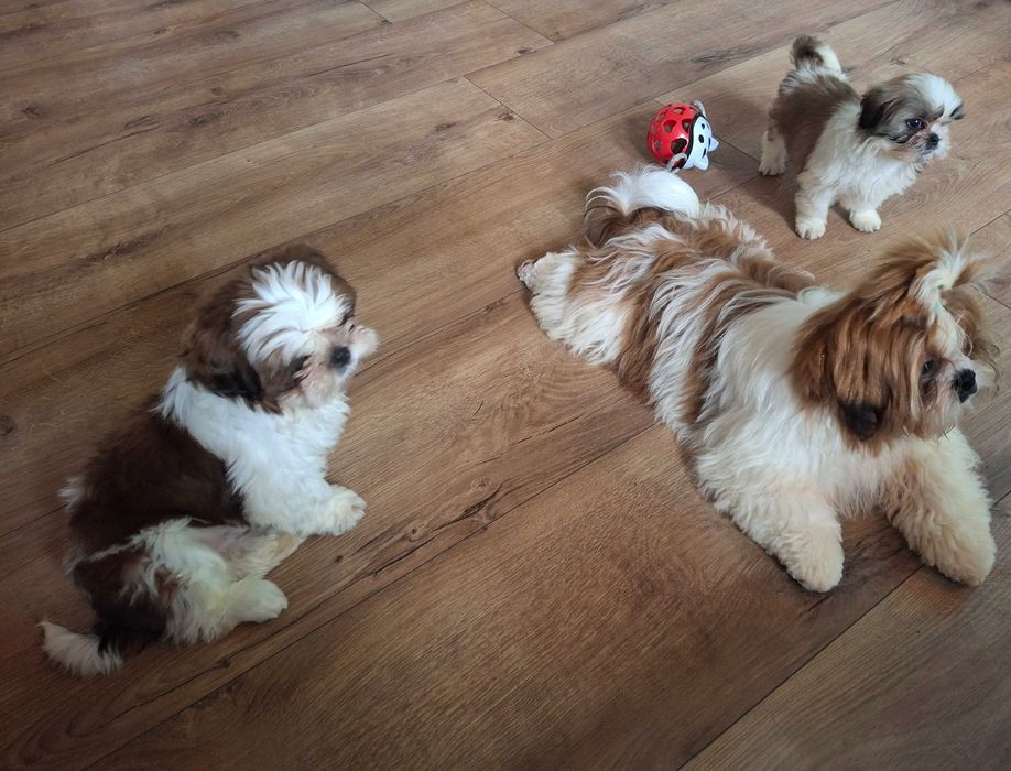 Biało-rudy piesek rodowód ZHPR wyprawka