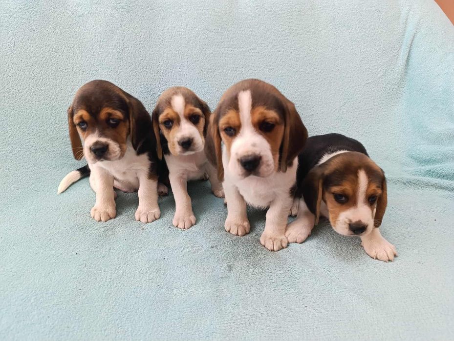 Beagle szczeniaki- pieski