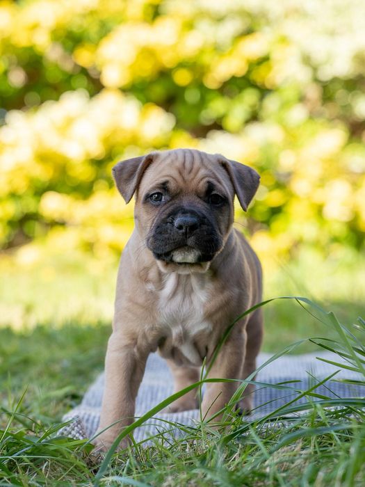 Piękny Samiec Amstaff Ast American STAFFORDSHIRE TERIER FCI