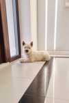 West Highland White Terrier