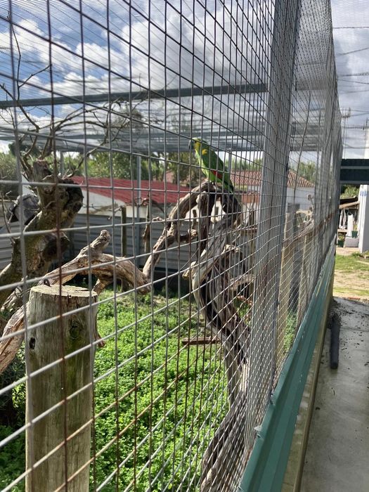 2 amazonas Aestiva e 2 fêmeas Ecletus