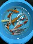 Carpas Koi 15-20cm - Faço envios - Ler Descrição