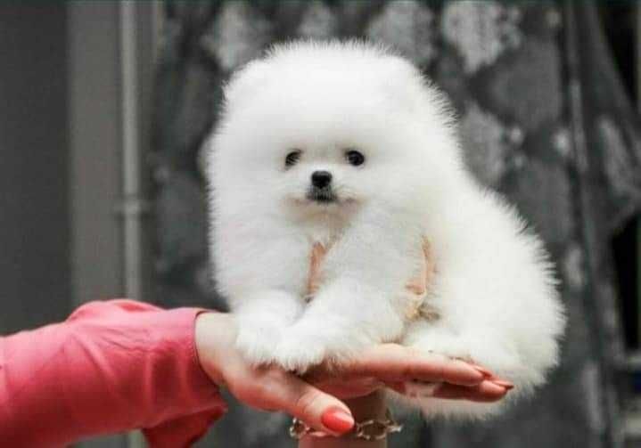 Szczenięta pomeranian szpic miniaturowy puchate, krótkie pyszczki