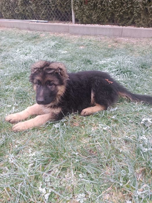 Owczarek niemiecki długowłosy