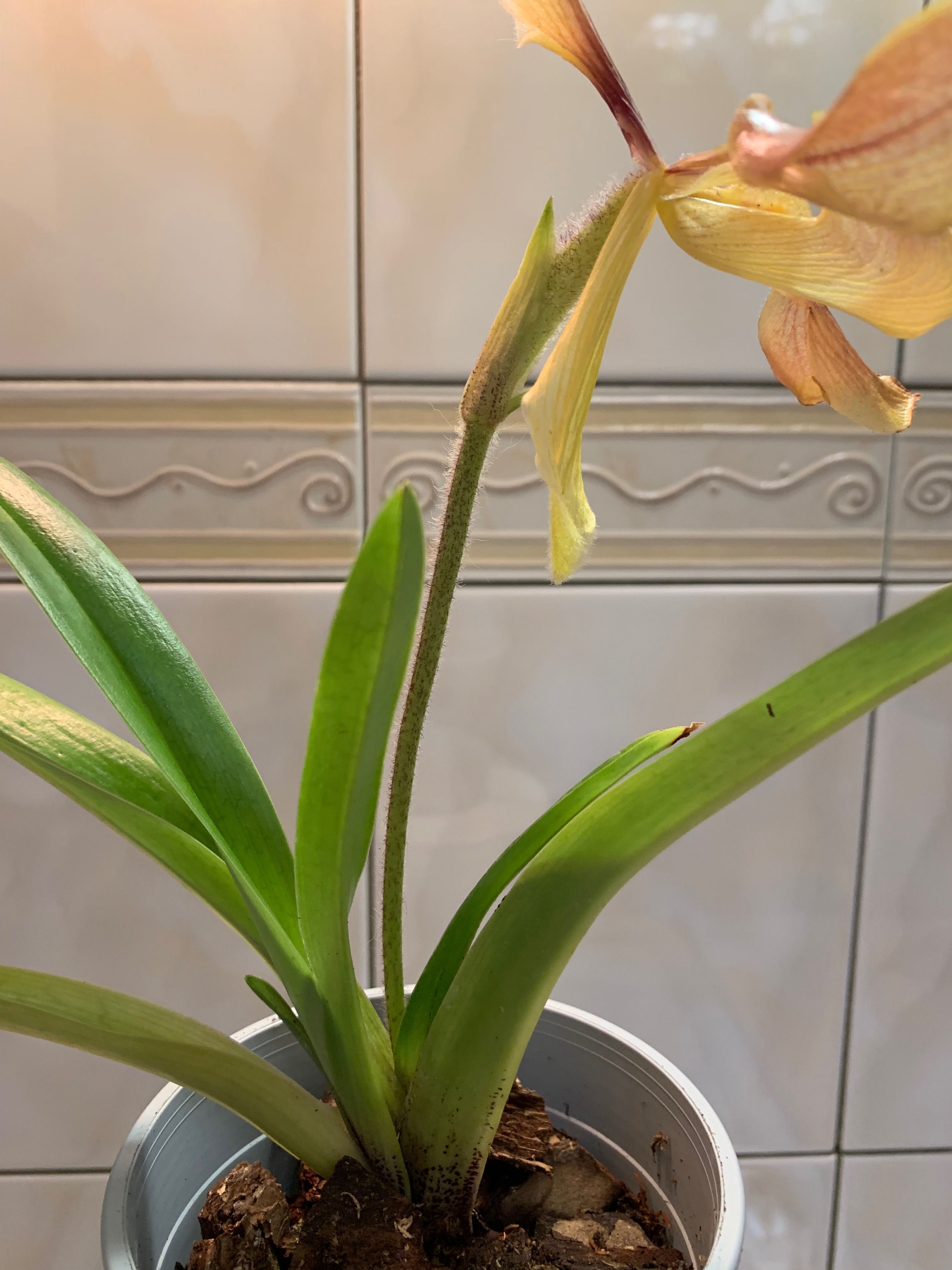 Орхідея Paphiopedilum villosum