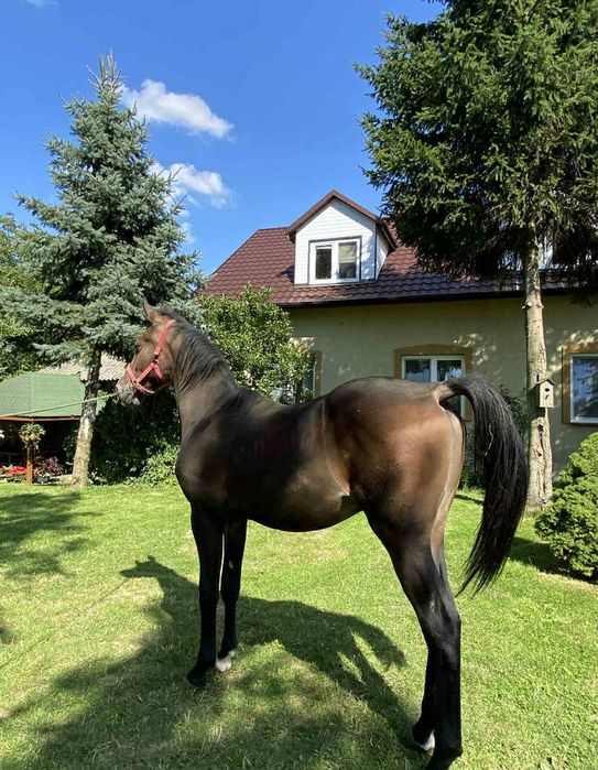 Ogierek sp małopolski