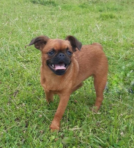 Підрощені хлопчик і дівчинка брабансон, грифон