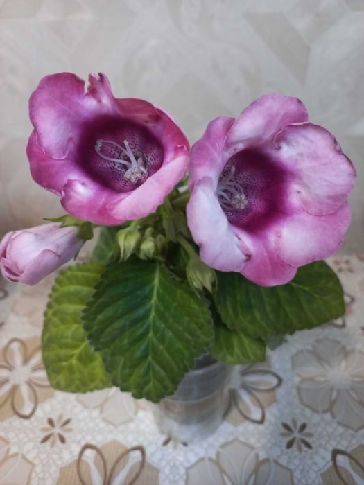 Комнатное растение Глоксиния