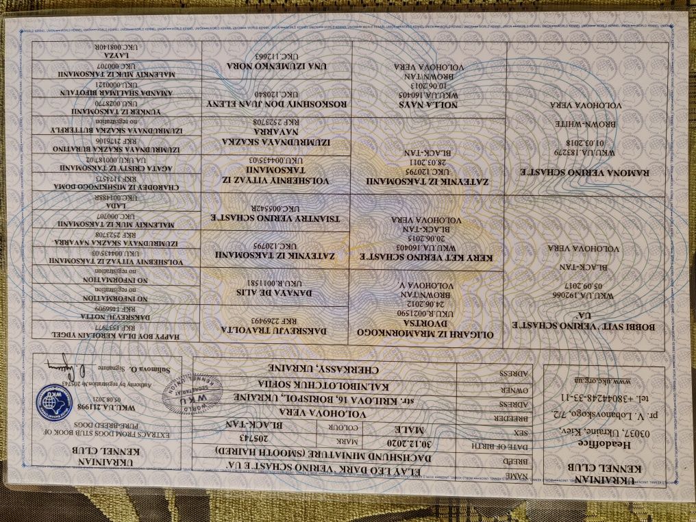 Пропонуємо нашого хлопчика міні таксу для злучення. Ціна договірна!