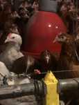 Kurki Nioski Rossa Lohman Leghorn KOLOROWE
