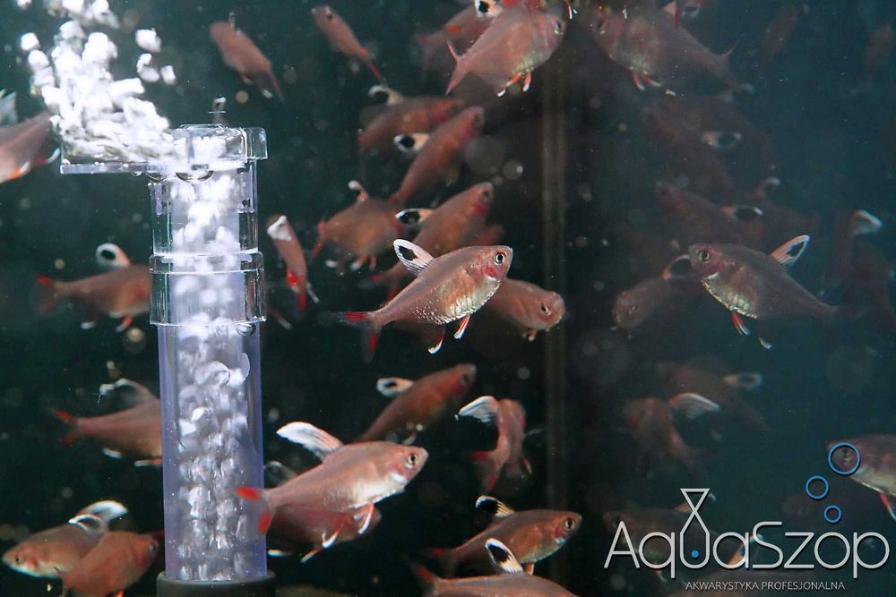 Bystrzyk " white fin " (Hyphessobrycon bentosi `white fin`) - AQUASZOP