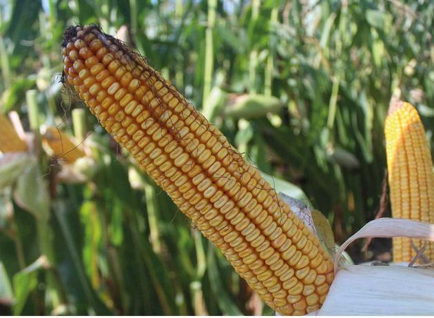 Kukurydza nasiona Sulano Sudor Piaff wysyłka rezerwacja
