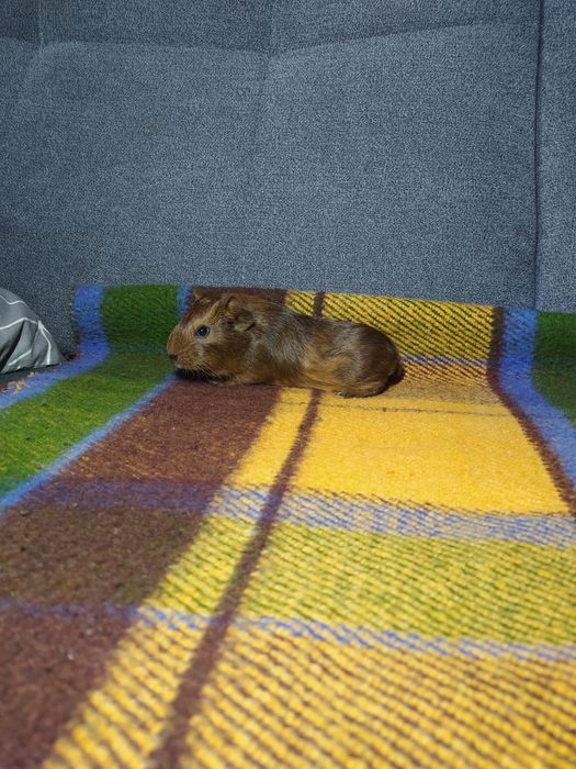 Młoda świnka morska