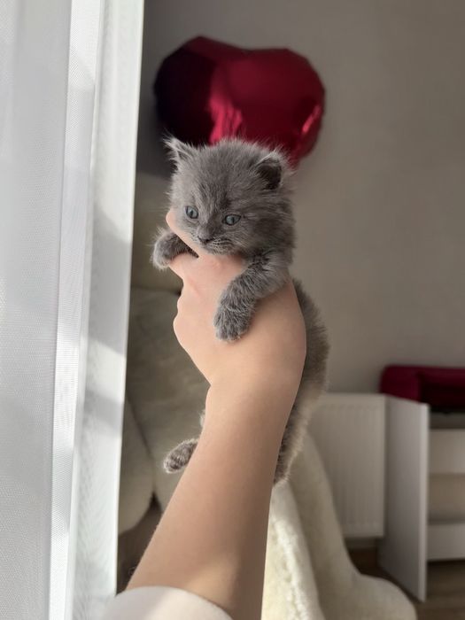 Котик Пампух, метис кошеня