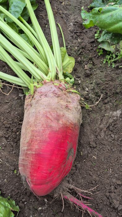 Buraki pastewne 70gr/kg