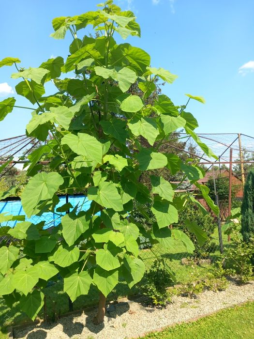 Paulownia drzewko szczęścia