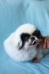 Suczka w typie rasy poleca sie do adopcji