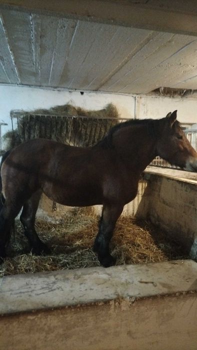 Klacz sztumska źrebna