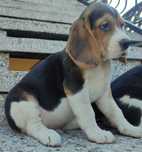 Beagle  tricolor szczeniaczek
