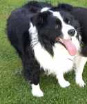 Border collie dorosły samiec!!