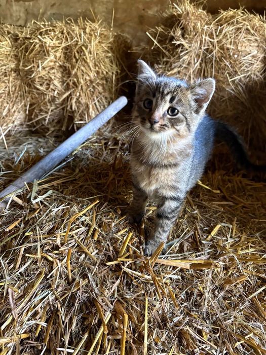 Kociczka 10 tyg – Janowiec + dowóz do 100 km