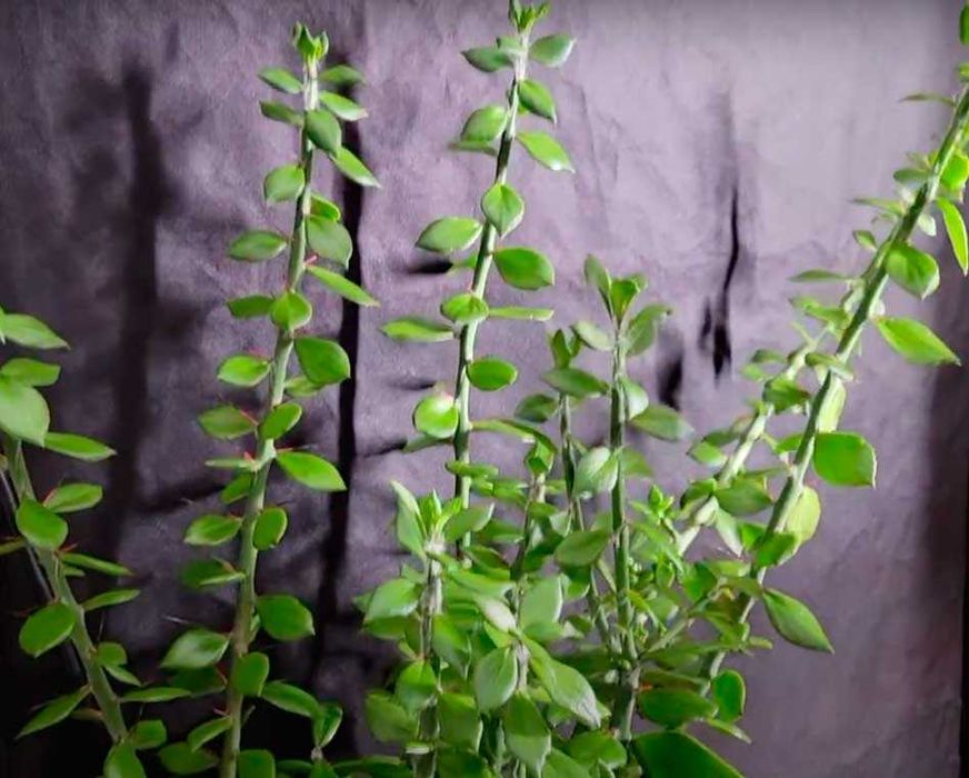 Кактус Перескіопсис (Pereskiopsis) черенки