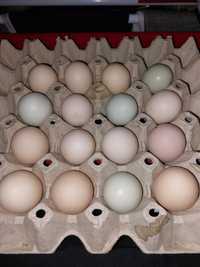 Jaja lęgowe Liliputy miksy zielone jaja